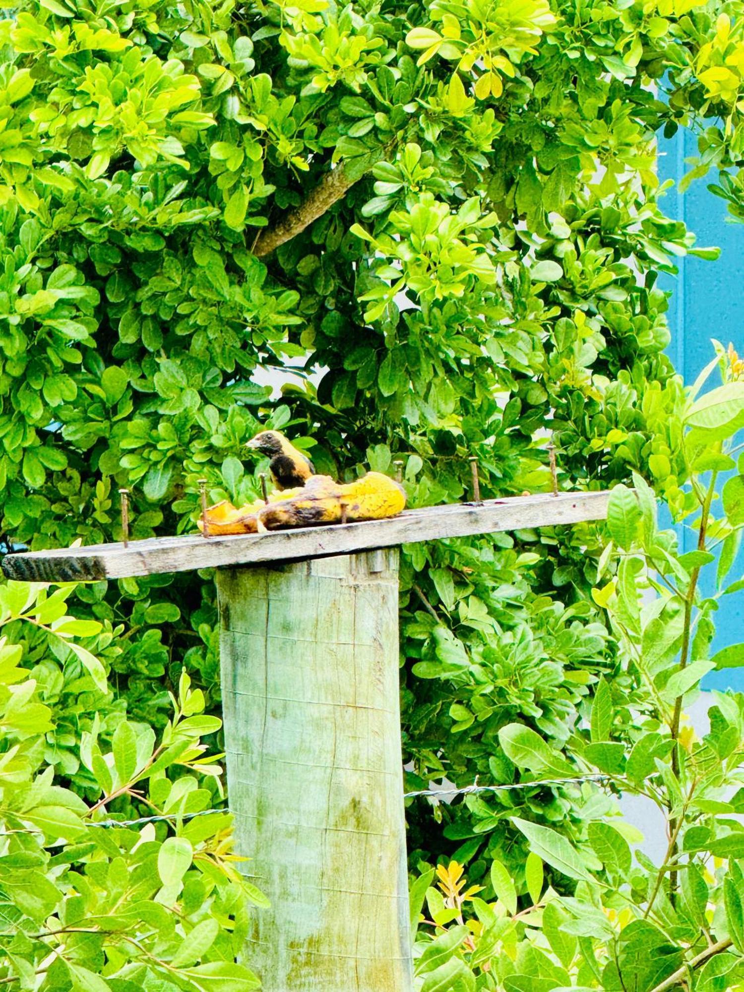 Hospedaria Hibisco Xando - Caraíva Buitenkant foto